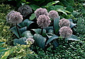 Allium karataviense (Zierlauch)