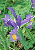 Iris x hollandica 'Ideal' (Schwertlilie)