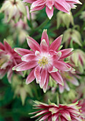 Aquilegia vulgaris 'Nora Barlow' (akelei)