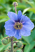 Meconopsis horridula (blue)