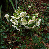 Helleborus orientalis (Lenzrose)