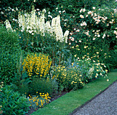 Beet mit Delphinium 'Sungleam' (Rittersporn), Lysimachia punctata (Punktierter Gilbweiderich)