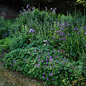 Iris sibirica (Wiesen- Schwertlilie), Iris japonica (gefranste Schwertlilie), Aquilegia (Akelei), Geranium (Storchschnabel)