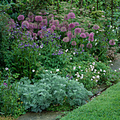 Geranium clarkei 'Kashmir'(Storchschnabel), Polemonium caeruleum (Blaue Himmelsleiter), Allium (Zierlauch)