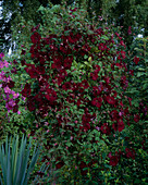 Clematis 'Royal Velours' mit Clematis 'Victoria' im Hintergrund