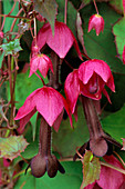 Rhodochiton Atrosanguineum (Syn. R. Volubile) (Rankendes Rosenkleid)