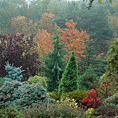 Herbstfarben im Koniferenbeet mit Chamaecyparis nootkatensis (Scheinzypresse)