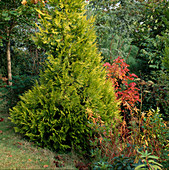 Chamaecyparis lawsoniana 'Golden Wonder' (Scheinzypresse), Acer rubrum (Rot-Ahorn)