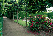 Linden-Allee mit Buchs-Hecke und Rosen