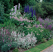 Delphinium (Rittersporn), Galega (Geißraute), Stachys (Zist), Achillea 'Lilac Beauty' (Schafgarbe), Salvia (Salbei)