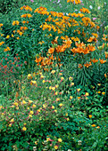 Oranges Blumenbeet mit Lilium croceum, Aquilegia formosa Akelei und Alstroemeria aurea 'Dover Orange' (Inkaliile)