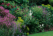 Geranium maderense (Madeira-Storchschnabel), G. psilostemon-Hybride 'Ann Folkard' (Armenischer Storchschnabel), Rosa (Rosen), Penstemon 'Blue Springs' (Bartfaden), Euphorbia (Wolfsmilch), Campanula (Glockenblume).