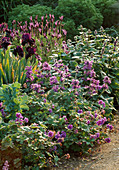 Lavandula stoechas pendunculata, Iris 'Arabic Night' (Schwertlilie), Stachys macrantha 'Superba' (Ziest), Geranium (Storchschnabel)