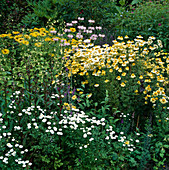 Anthemis tinctoria (Färberkamille), Monarda (Indianernessel), Inula hookeri (Alant), Tanacetum parthenium (Mutterkraut), Lobelia cardinalis (Staudenlobelie)