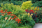 Beet mit Dahlia 'Bishop of Llandaff', Crocosmia masoniorum (Montbretie), Hemerocalis (Taglilie), Robinia, Frisia