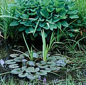 Teich mit Wasserlilien und Hosta (Funkie)