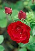 Rose 'Lilli Marlene' (tiefrot)