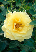 Rosa Floribunda 'Sun Flare'