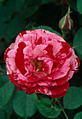 Rosa floribunda 'Peppermint Twist'