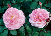 Kletterrose Rosa floribunda 'Parade'