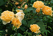 Strauchrose 'Graham Thomas'