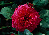 Strauchrose (Engl. Rose) 'Prospero'