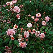Rosa moschata 'Cornelia'(Historische Rose) mit starkem Duft, öfterblühend