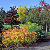 Rhus typhina, Quercus und Ulme mit Herbstlaub