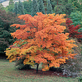 Acer palmatum (japanischer Ahorn) mit Herbstlaub