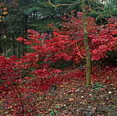 leuchtend rote Blätter : Acer palmatum (Japanischer Fächerahorn)