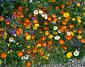 Papaver nudicaule (Islandmohn)