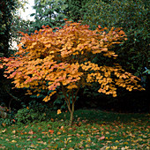 Acer japonicum 'Vitifolium' (Japanischer Ahorn)