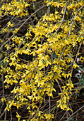 Gelbe Blüten von Forsythia