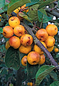 Früchte von Malus mandshurica 'Butterball' (Apfelbaum)