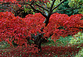 Japanischer Ahorn mit leuchtender Herbstfärbung