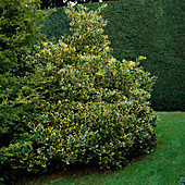 Ilex altaclerensis 'Lawsoniana' (Stechpalme)