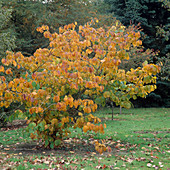 Hamamelis pallida im Herbst (Zaubernuß)