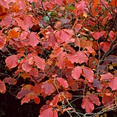Rotes Herbstlaub von Hamamelis x intermedia 'Hiltingbury' (Zaubernuß)