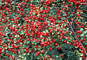 Cotoneaster splendens (Zwergmispel)