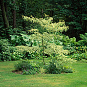Cornus alternifolia 'Variegata' (hartriegel)