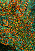 Cotoneaster marquandii (Zwergmispel)
