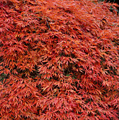 Acer palmatum dissectum atropurpureum (Ahorn)