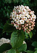 Viburnum carlcephalum (Duftschneeball)