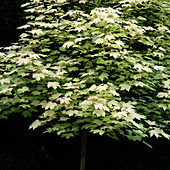Acer pseudoplatanus 'Brilliantissimum' (Ahorn)