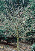 Styrax japonica im Winter (Storaxbaum)