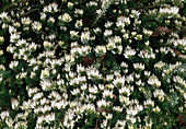 Erica carnea 'Springwood White' (Heide)