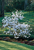 Magnolia stellata (Magnolie)