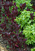 Salat und rote Gartenmelde (Atriplex hortensis 'Atropurpurea')