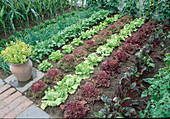 Gemüsegarten mit Salat 'Lollo Rosso', 'Malika', 'Lumina' (Lactuca) in Reihen, Rettich (Raphanus), Zwiebeln (Allium cepa) und Mangold (Beta vulgaris)