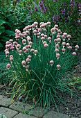 Allium schoenoprasum (Schnittlauch)